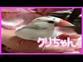 【メチカ】♯02桜文鳥