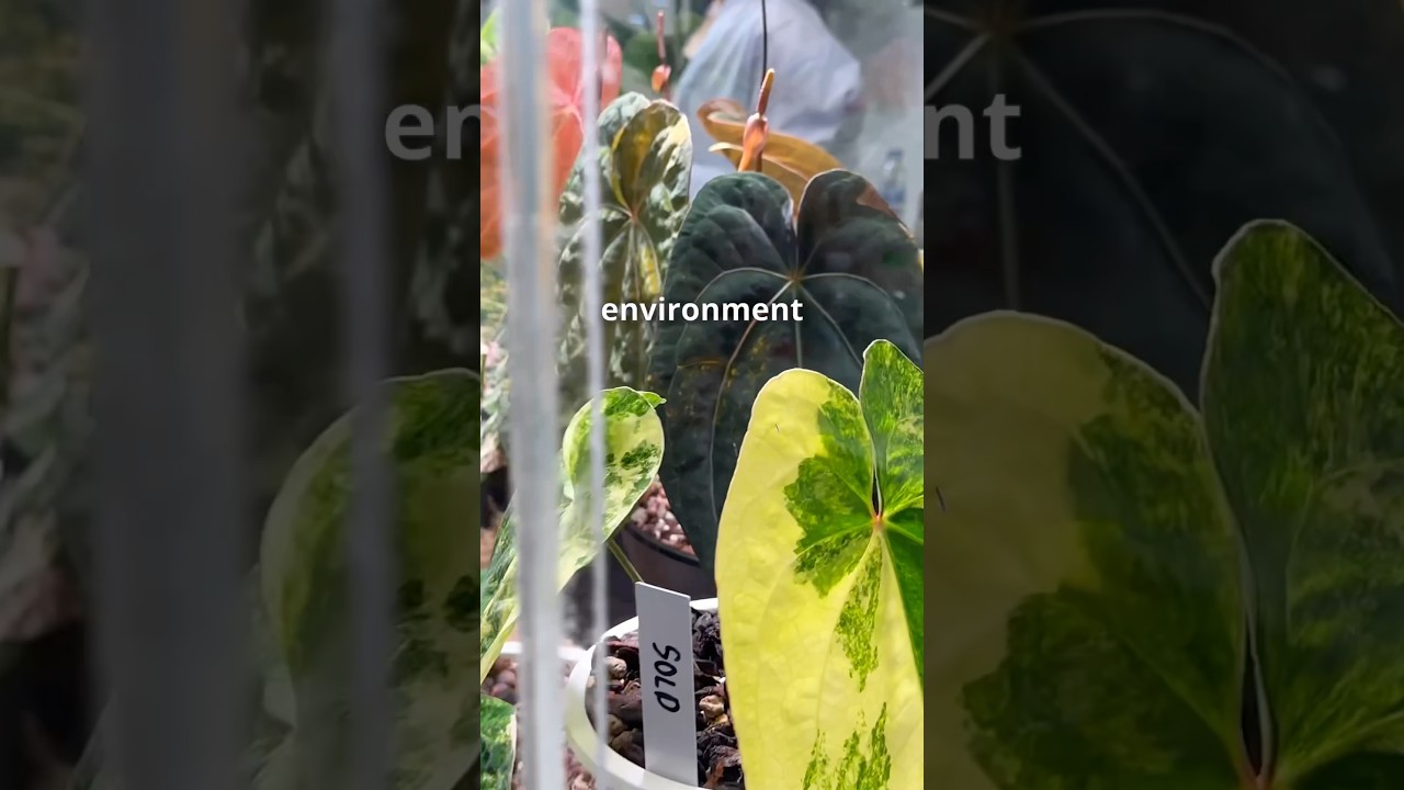 Давайте сделаем выращивание растений в аквариумах нормой!