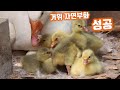 거위의 자연 부화 성공!! 아기 거위의 탄생(Baby geese are being born)