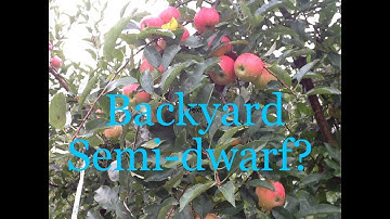 Semi-dwarf Apples at Home