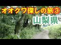 オオクワガタ探しの旅③【クワガタの聖地・山梨県へ】