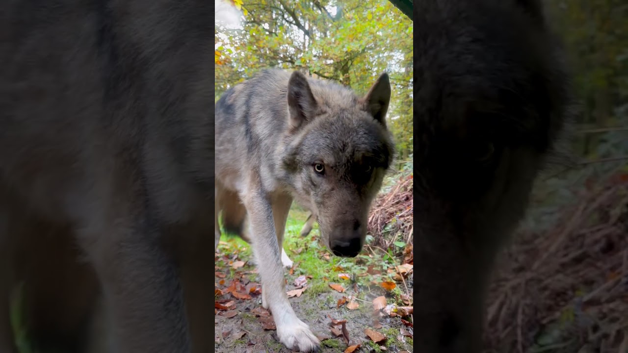 Too Close to Wolves ❤️Слишком близко к волкам❤️ 