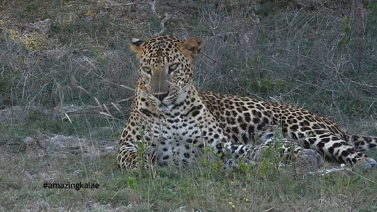 Kumana National Park 010 | Big Male Leopard