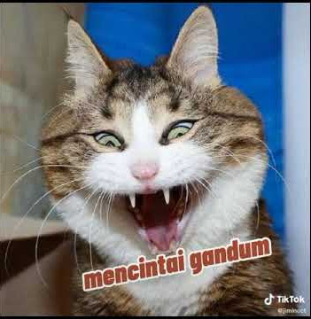 fidio lucu kucing dengan bts# lucu banget 😂😂😅