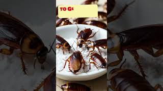 How To Get Rid of Cockroaches With Baking Soda & Sugar
