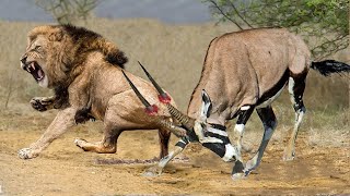 Gemsbok Bravely Attacks Herd Lion With Horns To Rescue His Teammates   Lion Vs Gemsbok, Antelope...