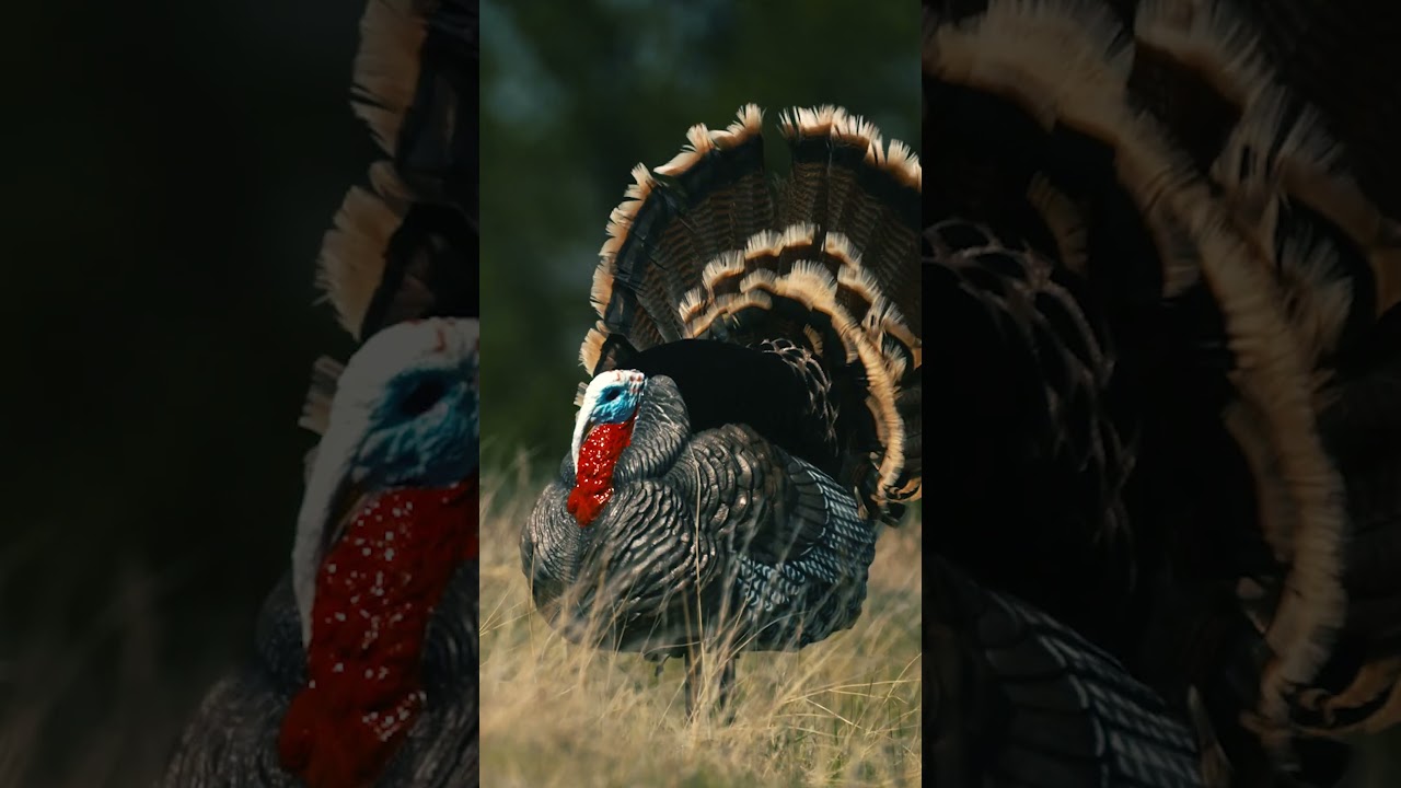 Look at all those chickens! 