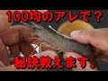 一つテンヤの冷凍エビの頭をワンタッチで取れにくくする方法【仮説・検証】