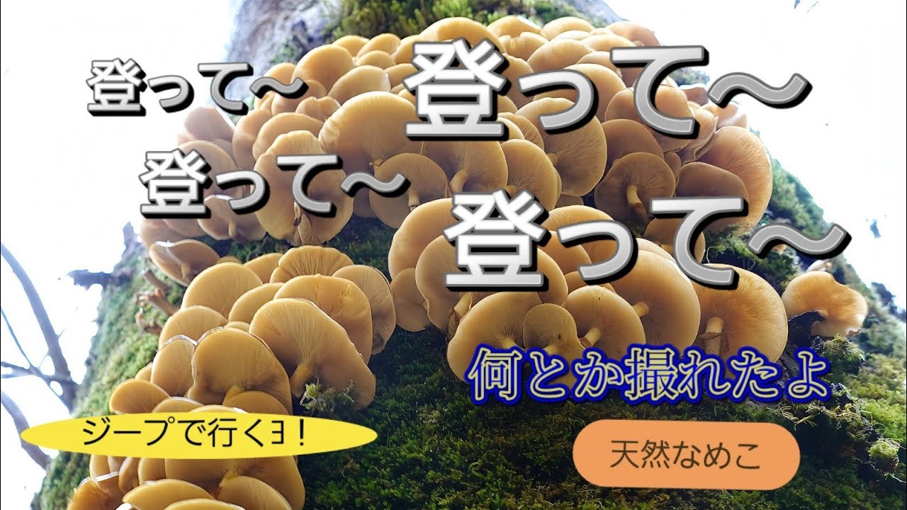 岐阜で🍄撮り　働いて　働いて　登って　登って～