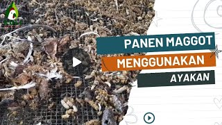 Panen Hasil Biokonversi Maggot BSF