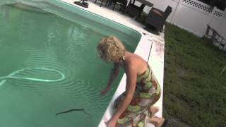Deadly Water Moccasin Found in Our Swimming Pool! (Cottonmouth Snake Removal)