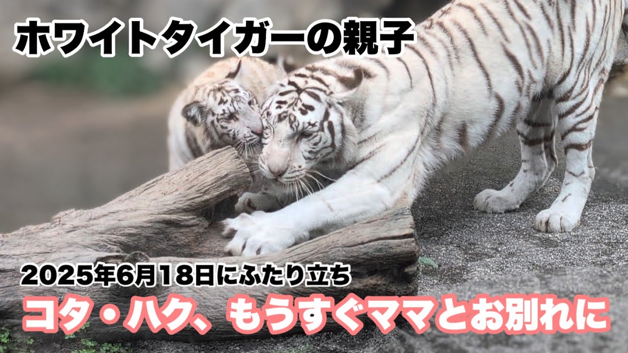 コタくんとハクくん、もうすぐママと別れてふたり立ち 2025.05.26 