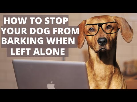 How To Stop Dog From Barking When Left Alone