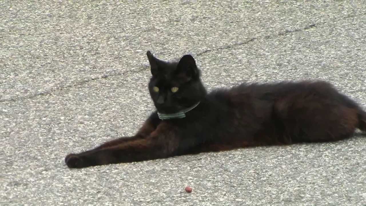 Roadkill Kitty Cat - YouTube