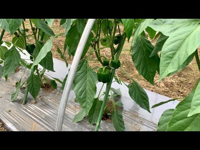 ピーマン栽培 台風に負けない支柱の作り方 剪定と下葉欠き 6 3 Youtube