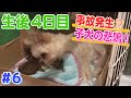 【生後4日目】子犬の悲鳴が聞こえたと思ったら…【ミックス犬】