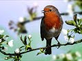 Sonido de pajaro relajante