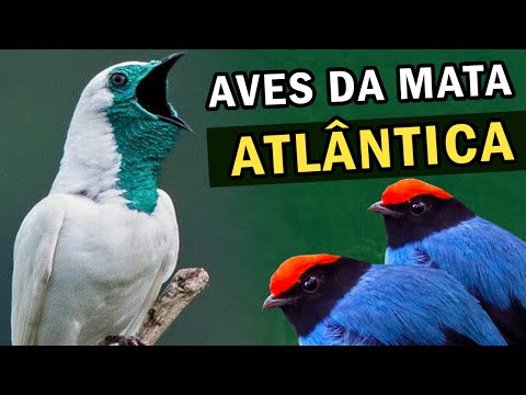 Vídeo: As cotovias matam outras aves?