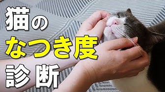 猫なつく Youtube