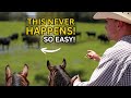 The Smoothest Cattle Drive of Our Lives (NOT Normal)