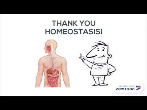 Homeostasis in the Digestive System - YouTube