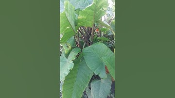 Cây môn ráy , củ trị bịnh ung thư.