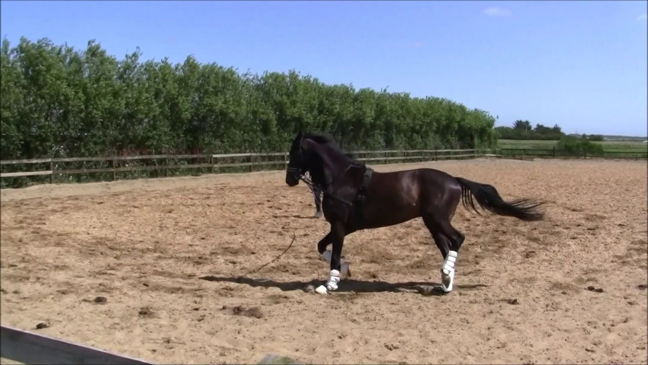 Stald BM Sports Horses YouTube