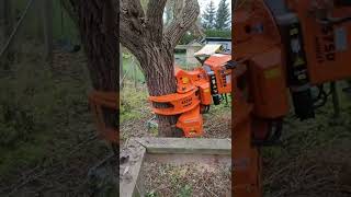 Removing massive Walnut tree with the Merlo Roto with Westtech Woodcracker