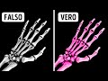 Fatti Sul Corpo Incredibili Che Non Crederai Senza Prova