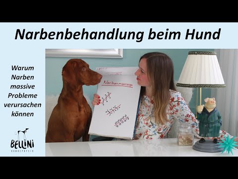 Video: Arten von Hunden mit lockigem Haar