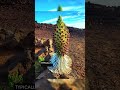 The Haleakalā silversword, known as the ‘flower of patience. #ancienttechnology #maui #hawaii