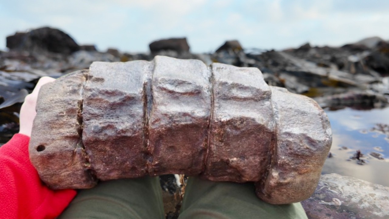 Unearthed! Massive Ichthyosaur Vertebrae Found on Beach | Fossil Reveal & Polished Bone Showcase