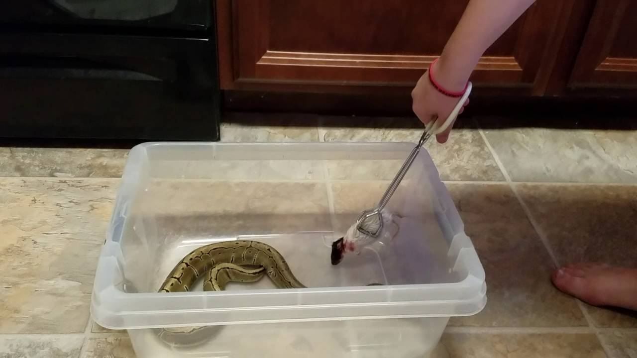 camera iphone 8 plus apk Feeding time for Kaa