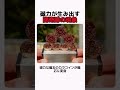 磁力が生み出す奇跡の現象