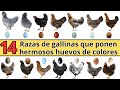 14 razas de gallinas que ponen hermosos huevos de colores