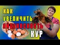 Как увеличить яйценоскость кур. Правильное кормление