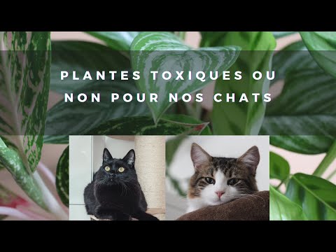 Vidéo: 13 photos qui prouvent que la vie avec votre animal de compagnie est en fait un sitcom