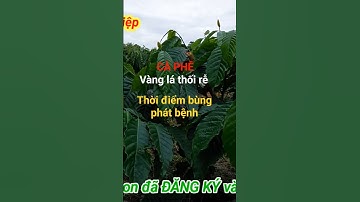 Thời điểm lây lan mạnh bệnh vàng lá thối rễ trên cây cà phê