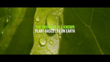 What do you really know about microalgae?