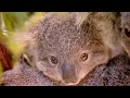 The 'George Clooney' Of Koalas | Nature's Miracle Babies | BBC Earth