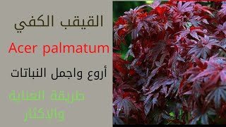 القيقب الكفي/Acer palmatum/طريقة إكثار نبات القيقب/الاسفندان