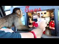 Monkey Visits Chick Fil A Drive Thru!