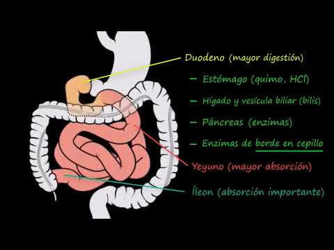 Intestino delgado 1: Estructura | Fisiología del sistema gastrointestinal | Khan Academy en Español