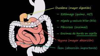 Intestino delgado 1: Estructura | Fisiología del sistema gastrointestinal | Khan Academy en Español