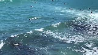 Orcas surfing with surfers Resimi