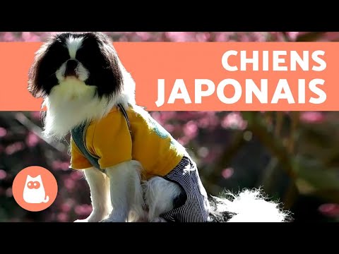 Vidéo: Cinq meilleures races de chiens japonais