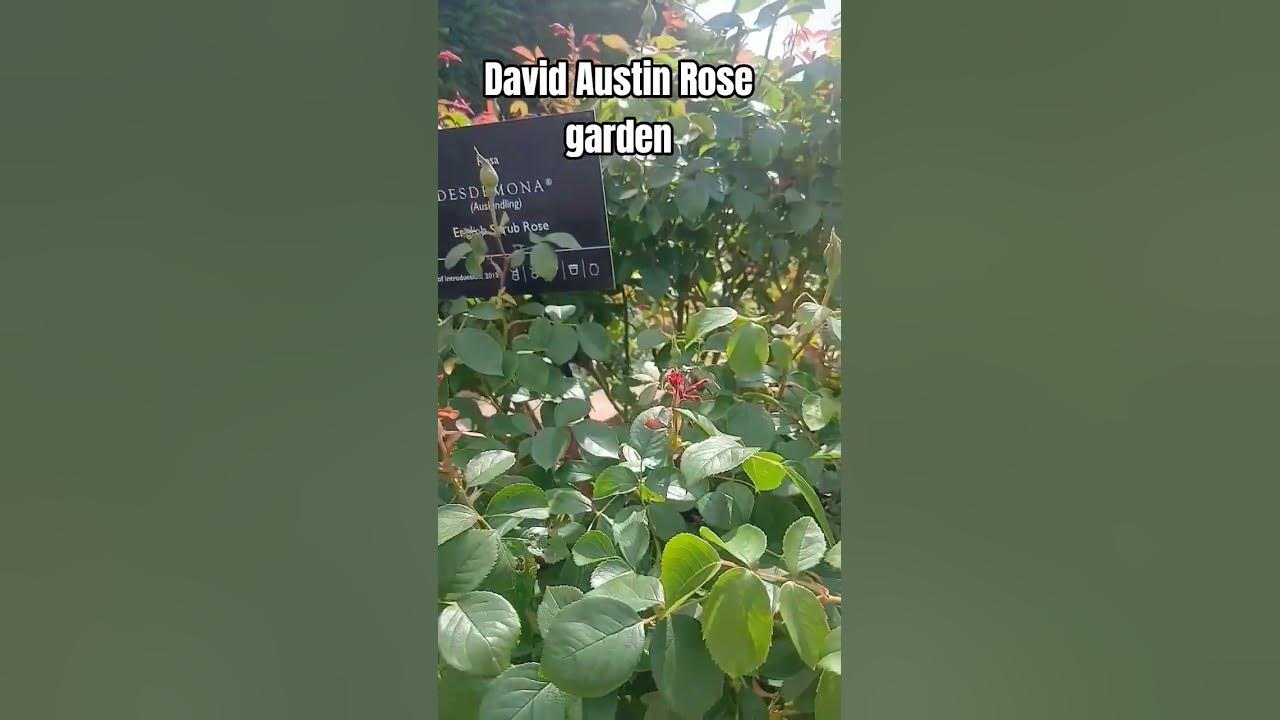 David Austin Rose garden #rose #nature #davidaustinroses #shorts