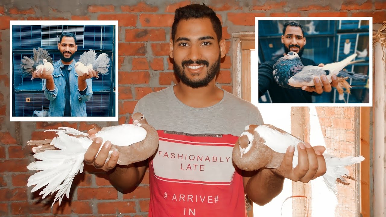 حكايتي في تربيه الحمام من الصفر للاحتراف الجزء الاول (1)