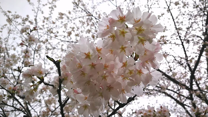 悅目。西湖4K - 天天要聞