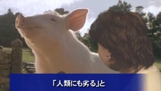 【コント】愛国豚